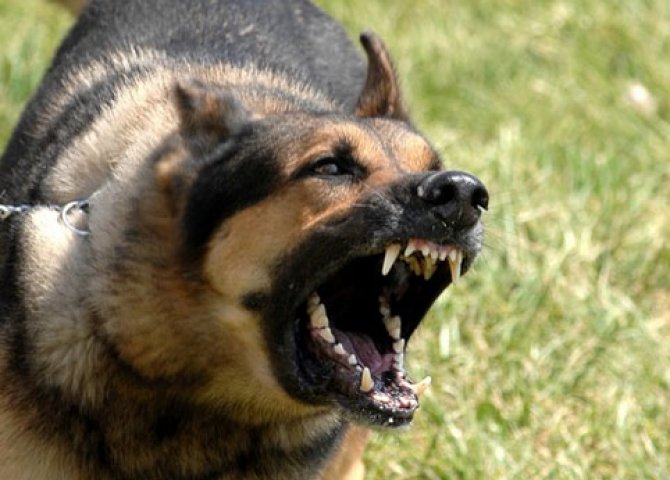 Bakıda küçə iti 2 yaşlı uşağın yanağını dişləyərək qopardı