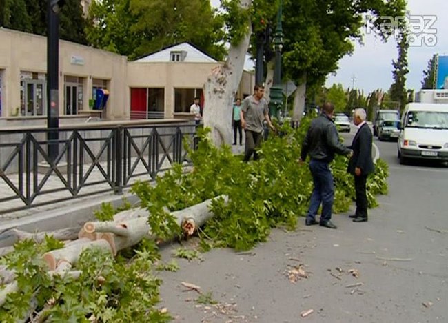 Gəncədə güclü külək fəsadlar törətdi - FOTOLAR