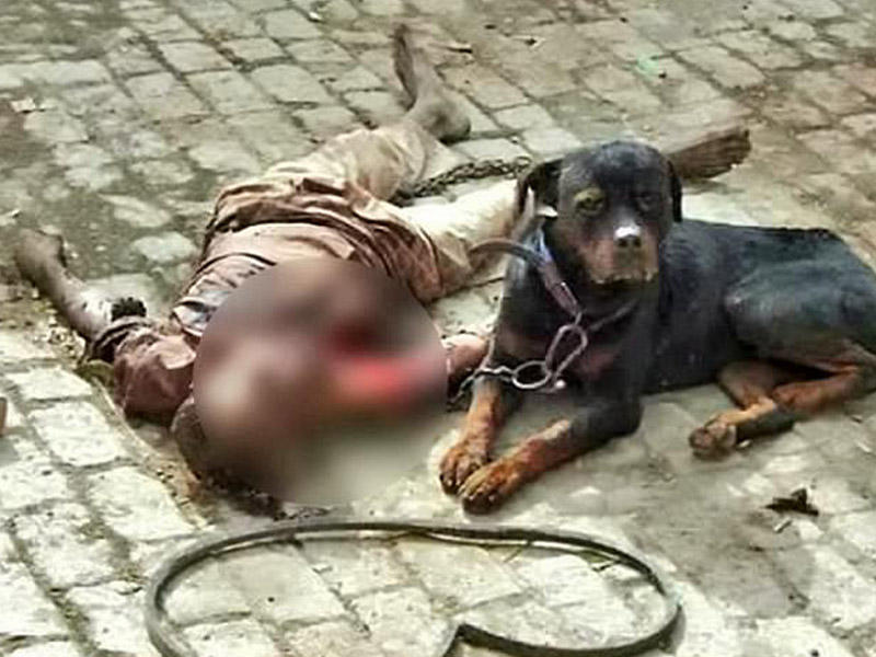 Şok kadrlar: it sahibini parçalayıb yedi - VİDEO