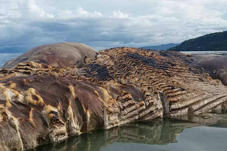 Alimlər dalğaların İndoneziya sahillərinə atdığı qəribə məxluqun nə olduğunu açıqladılar