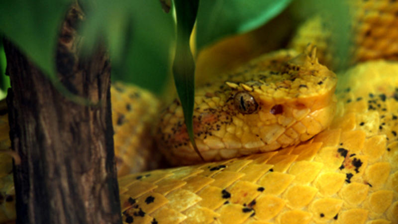 Sərxoş kişi ilanı qadın sanıb öpdü və OLANLAR OLDU