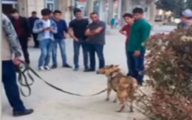 Bakının mərkəzində canavarla gəzdi – VİDEO