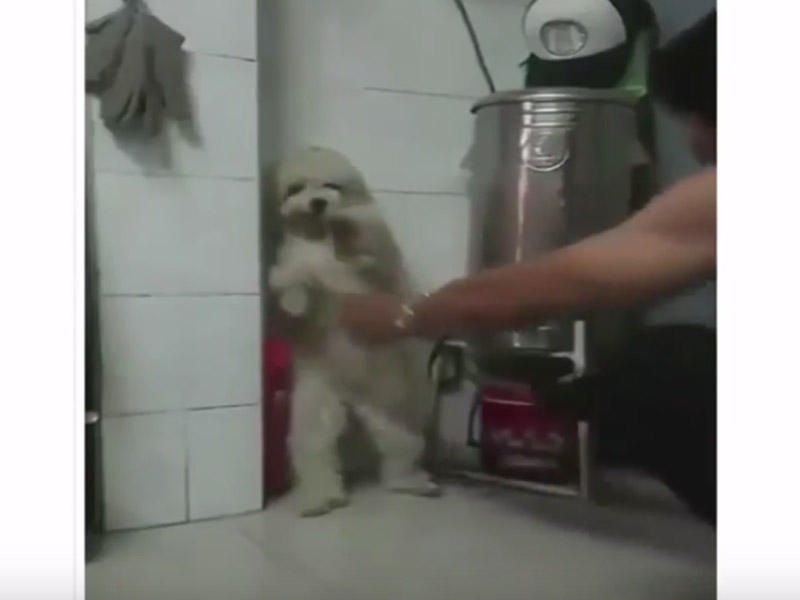 İki ayaq üstə dayanmadığı üçün itini döydü - VİDEO