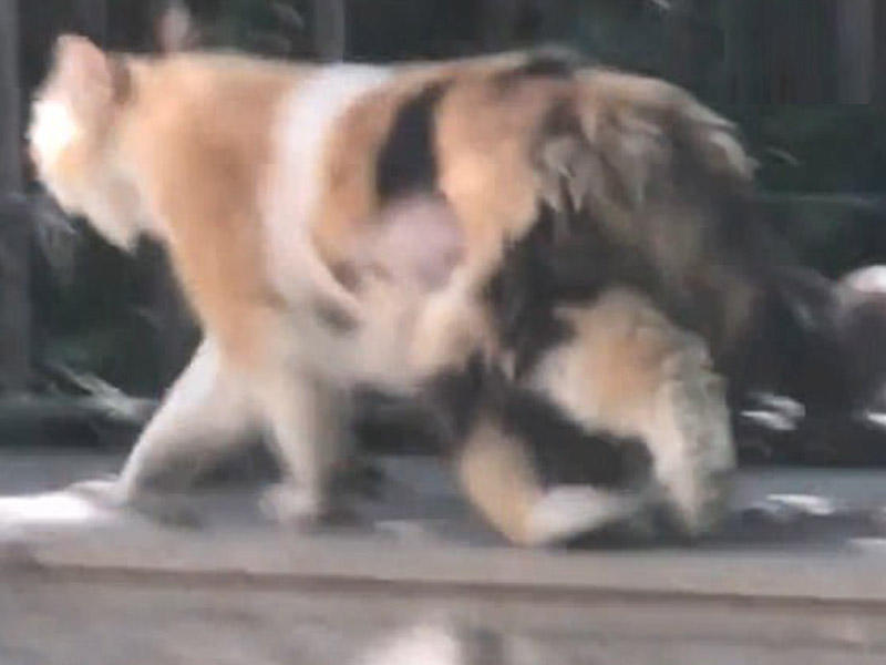 Bu pişiyin üç quyruğu var - VİDEO 