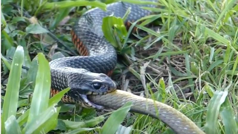 İlan ilanı uddu - VİDEO