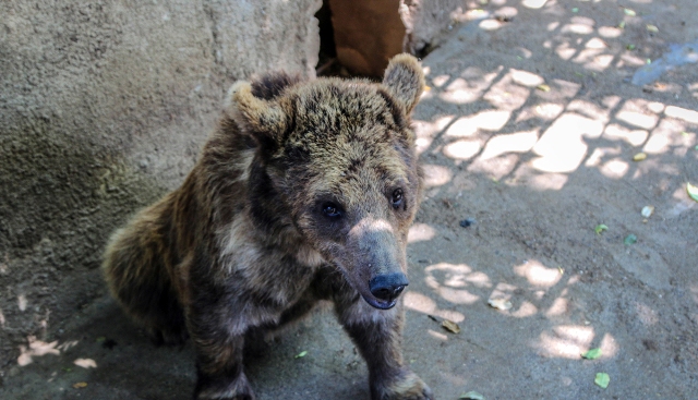 Bu restoranlarda reyd - 8 vəhşi heyvan müsadirə olundu