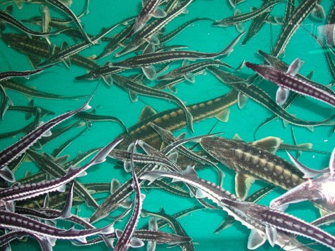 Çinlilərin kanalizasiyası və Azərbaycan bazarında nərə balığı monopoliyası - ELÇİN ƏLİYEV KİMDİR?