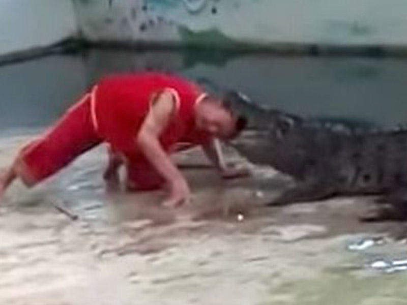 TIMSAH KIŞININ BAŞINI DIŞLƏDI, BARMAĞINI QOPARDI - ÜRƏYI ZƏIF OLANLAR BAXMASIN - VİDEO