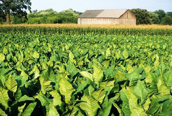 AZƏRBAYCAN TÜTÜNÜ RUSIYAYA BURAXILMADI