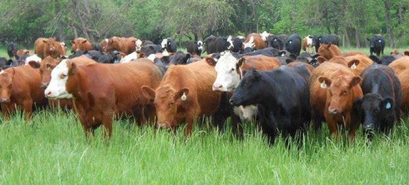 ÖLKƏ ÜZRƏ INƏK VƏ CAMIŞLARIN SAYI AZALIB DONUZ ISƏ ARTIB