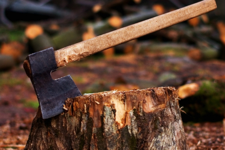 Mikrorayonda ağac kəsənlərin işi Baş Prokurorluğa göndərildi
