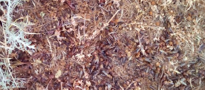 Nazirlik fermerlərə xəbərdarlıq etdi