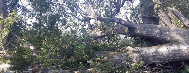 Qanunsuz ağac kəsimi ilə bağlı cinayət işi açıldı