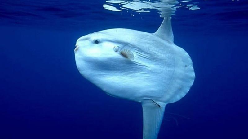 Əsrlər boyu dənizin altında gizlənən 2 tonluq balıq tapıldı - VİDEO