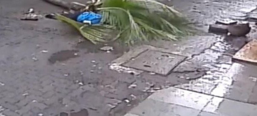 HINDISTANDA PALMA AĞACI MƏŞHUR APARICININ ÖLÜMÜNƏ SƏBƏB OLDU – VİDEO