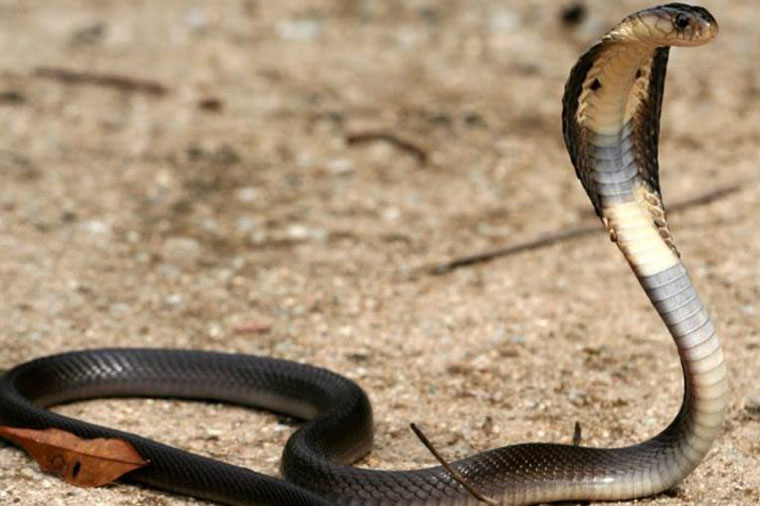 Taylandda qəribə hadisə — Yemək bişirən qadının başına kobra ilanı düşdü