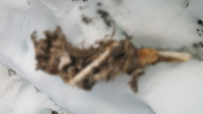 Fransada 50 il əvvəl qəzaya uğramış təyyarə və sərnişinlərinin qalıqları tapılıb