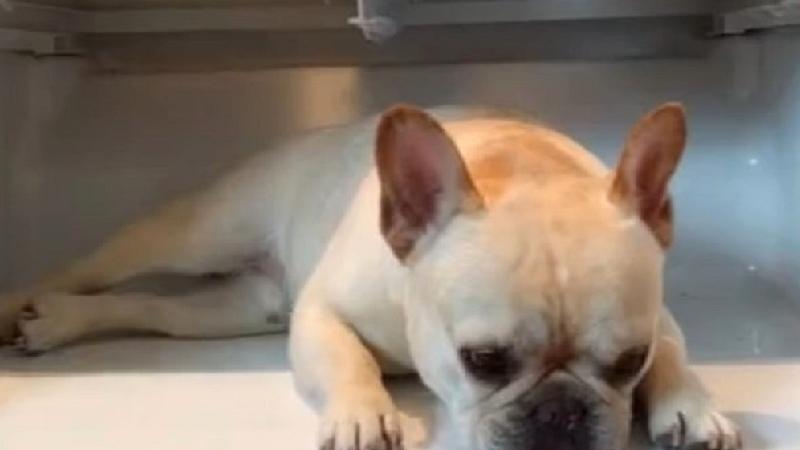 İstidən yata bilməyən it GÖRÜN NƏ ETDİ? - VİDEO