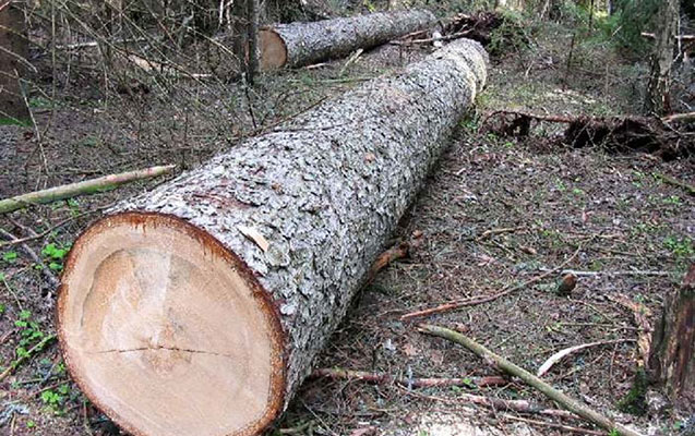Zaqatalada ağac kəsənə 3 minlik cərimə