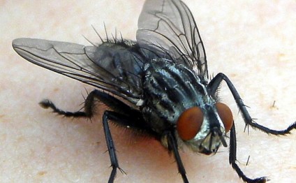 İmtahanda az bal yığan müəllim milçəyi günahlandırdı