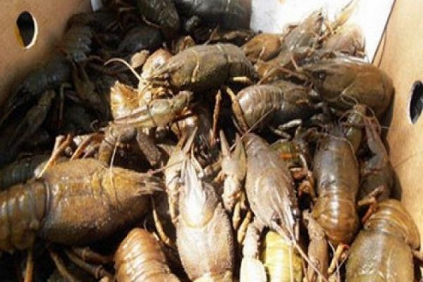 Gürcüstana qanunsuz yolla dəniz məhsulları daşıyan Ermənistan vətəndaşı saxlanılıb