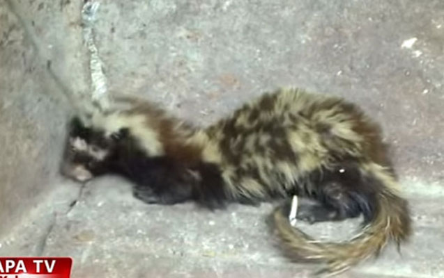 Şirvanda “əcaib” canlı tapılıb - Video