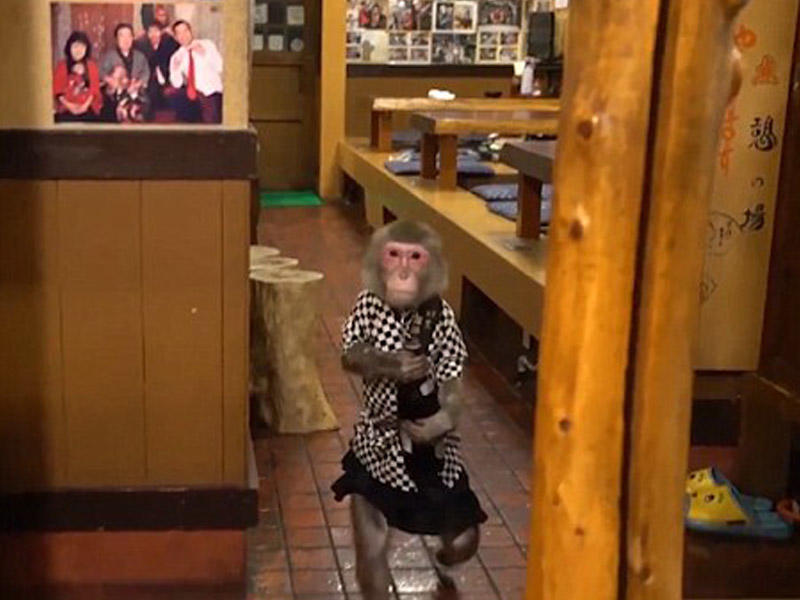 Bu barda meymunlar ofisiantlıq edir - VİDEO