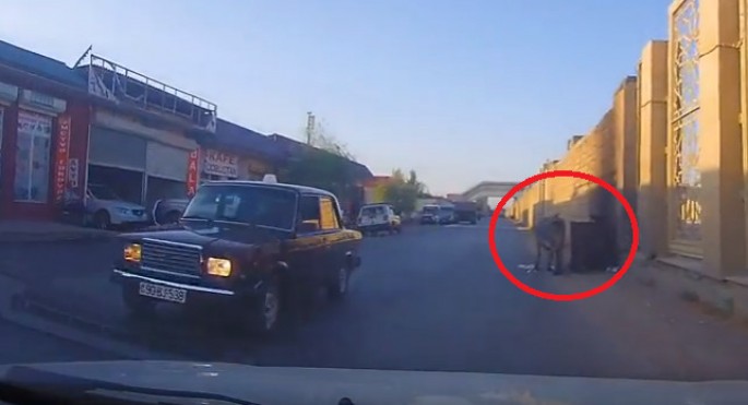 Qaradağ İcra Hakimiyyətindən qanunsuz əmələ  - Qanunsuz cavab - VİDEO