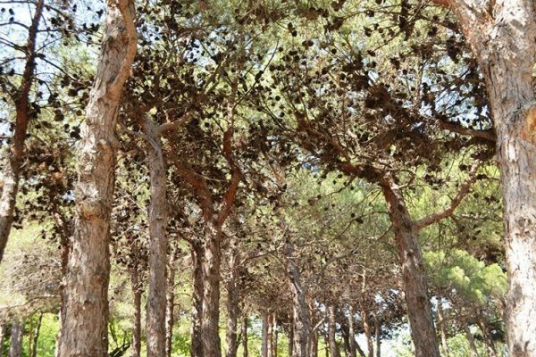 Bakının Nəbatat Bağı məhv olur – FOTO