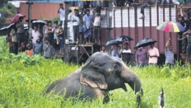 Fil 15 nəfəri öldürdü