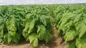 Azərbaycanın tütün problemi...