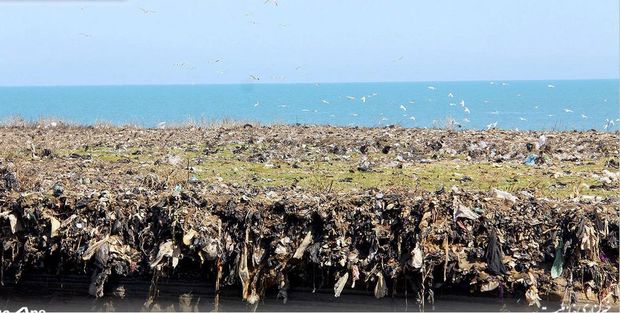 Xəzərin İran sahilləri ekoloji təhlükə altındadır – FOTO