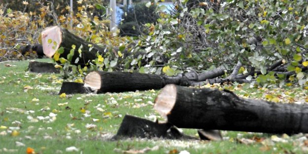 Ağac kəsdiyinə görə 2920 manat cərimə