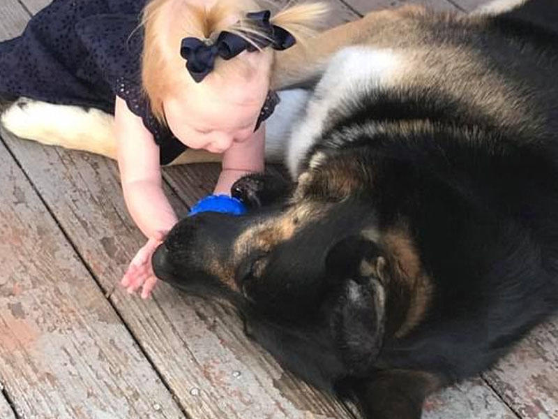 İt evə girən oğrunu parçaladı - VİDEO