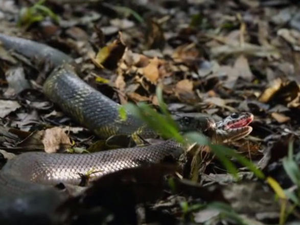 Ac olanda ilan da ilanı yeyir -VİDEO