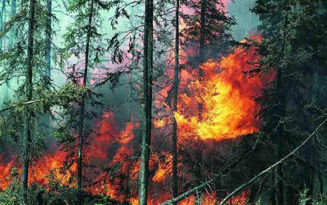 Şahdağ Millli Parkındakı yanğın söndürülüb - Yenilənib