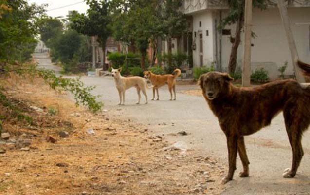 Azərbaycanda sahibsiz itlər axtalanacaq - Yeni sənəd hazırlanır