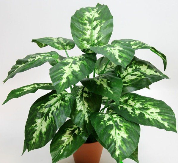 DİQQƏT! Bu ev bitkisi 1 dəqiqə ərzində uşağı, 15 dəqiqədə isə böyükləri ÖLDÜRÜR -FOTO