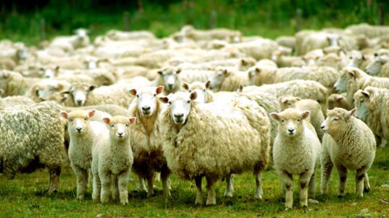 Qurban bayramı ilə əlaqədar baytarlıq nəzarəti gücləndirildi - ƏMR