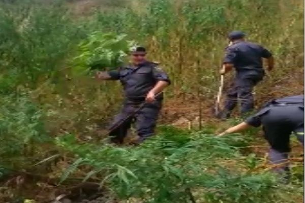 Şahdağda külli miqdarda çətənə kolu aşkarlandı – FOTO