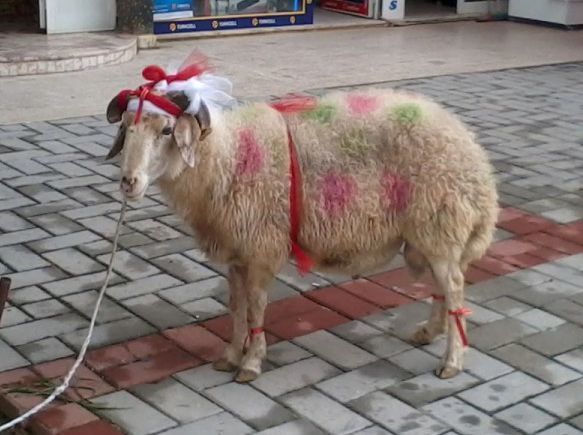 Bakıda qurbanlıq heyvanların satılacağı yerlər açıqlandı – SİYAHI