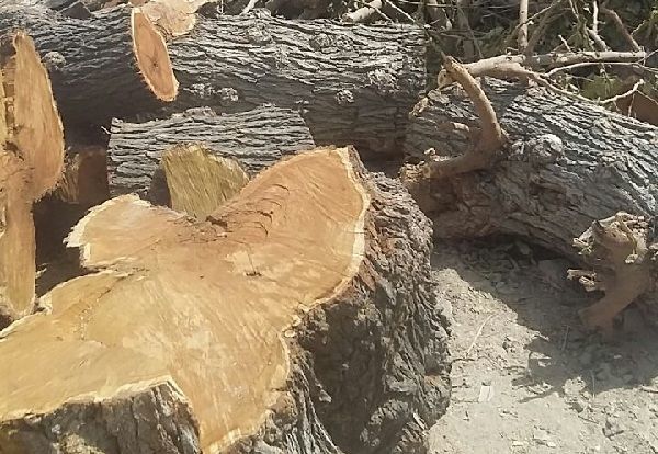 Sumqayıt sakini təbiətə 5700 manat ziyan vurdu – FOTO