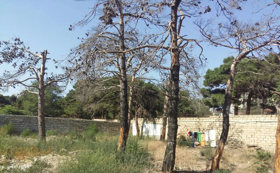 Nazirlik “Qorotdel”ə müraciət etdi – Bakıda ağacları qəsdlə yandırdılar — FOTOLAR
