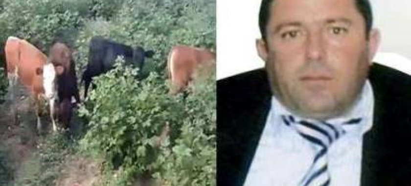 Heydər Əsədovun işçisi prezidentin pambıq siyasətinə qarşı - FOTO, VİDEO