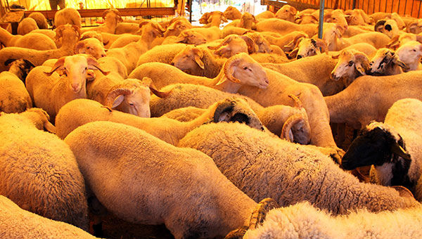 Qurban bayramı ilə əlaqədar sahibkarlara XƏBƏRDARLIQ