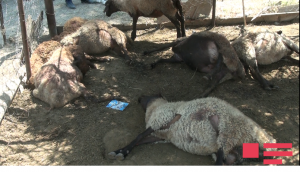 Ağcabədidə canavarlar 15 qoyunu parçalayıb, 22-ni yaralayıb