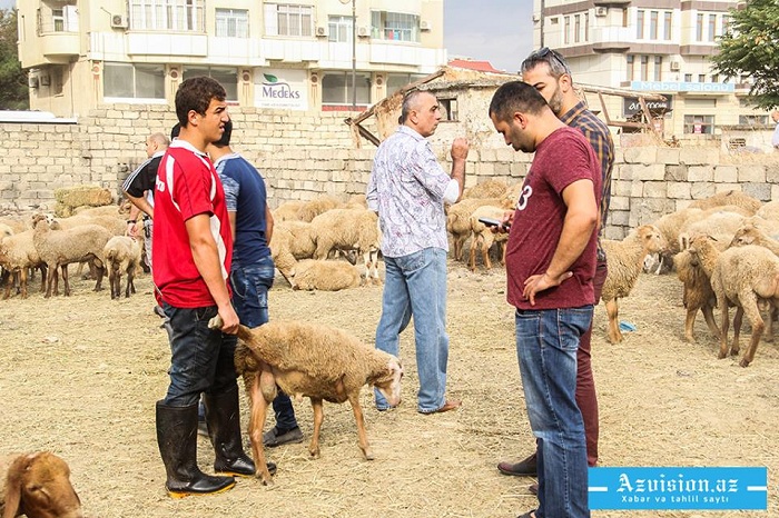 Qurbanlıq bazarında qiymətlər: Satıcı yalan danışdı (VİDEO)