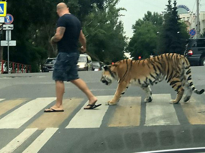 Erməni pələnglə küçələri dolaşdı - VİDEO - FOTO
