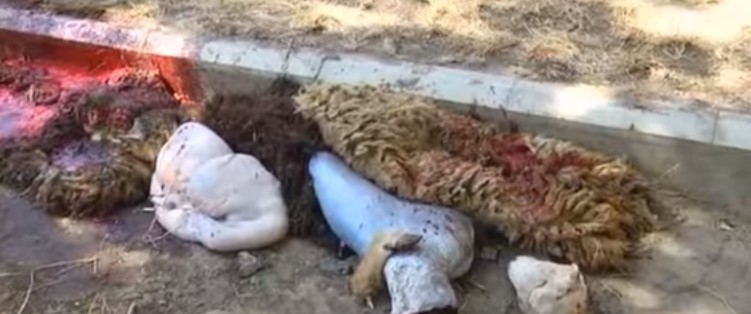 Bayramdan sonra yaranan çirkin mənzərə – VİDEO