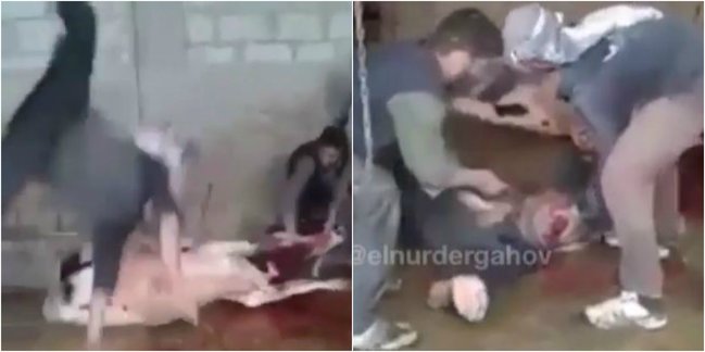 Qurban kəsərkən FACİƏVİ HADİSƏ: Kişinin görün harası PARTLADI (+18 VİDEO)